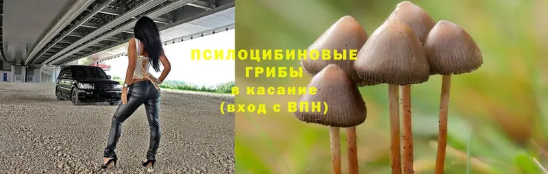 Псилоцибиновые грибы Cubensis  Кола 